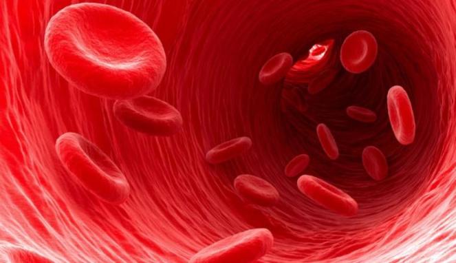 peredaran darah besar dan kecil sirkulasi darah