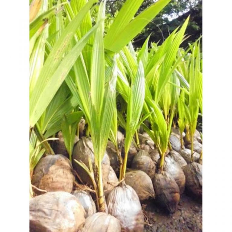 Jual Bibit Kelapa  kualitas Terbaik Seluruh Indonesia 