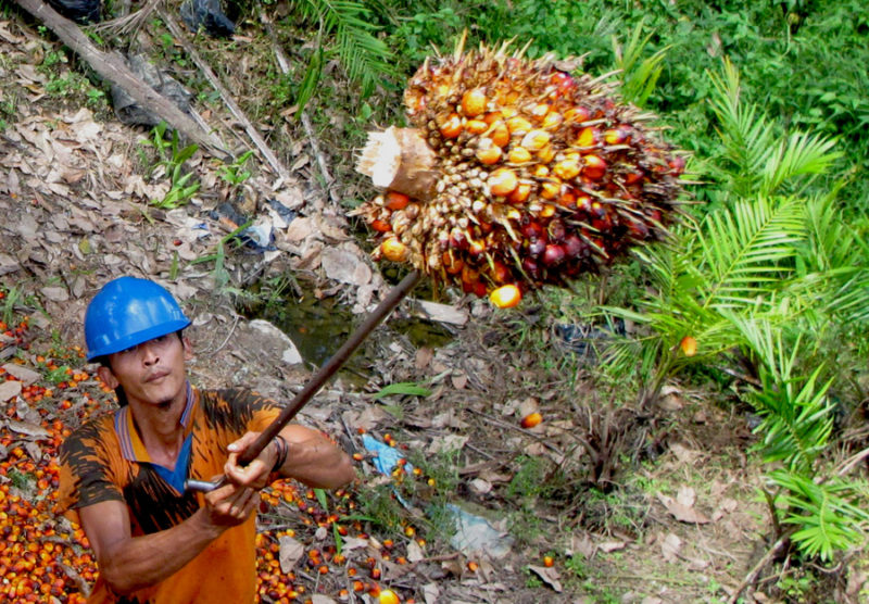 pabrik kelapa sawit kelapa sawit