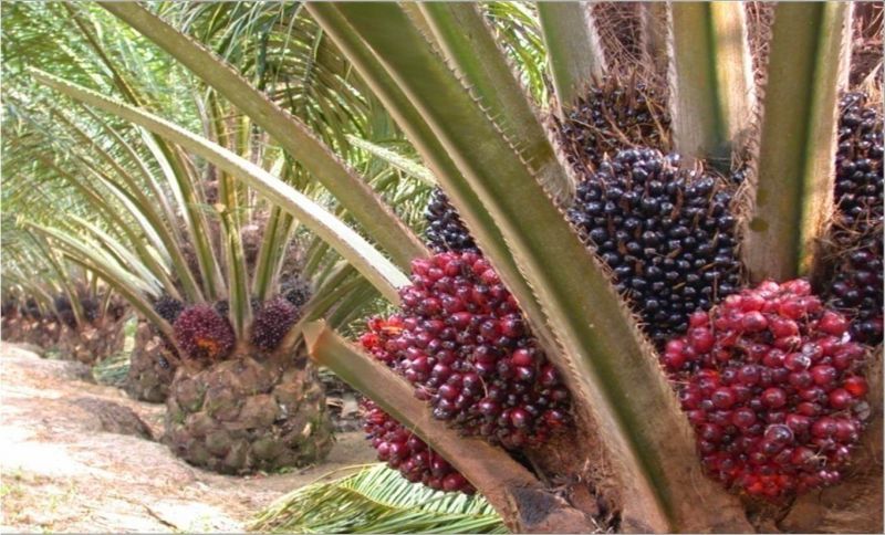 budidaya kelapa sawit kelapa sawit