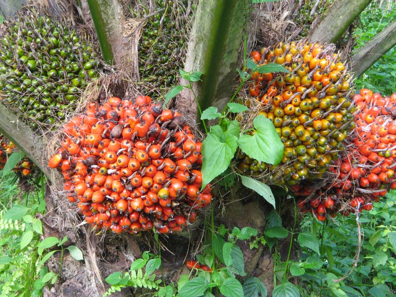 pabrik kelapa sawit kelapa sawit