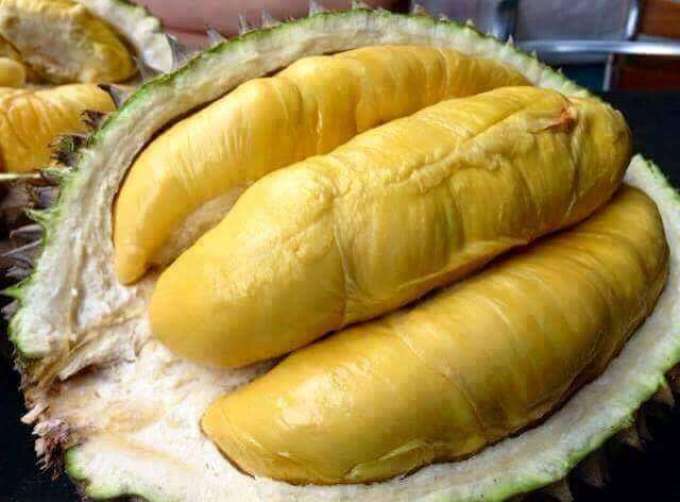 jual bibit durian