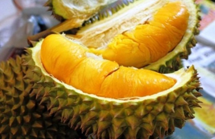 jual bibit durian