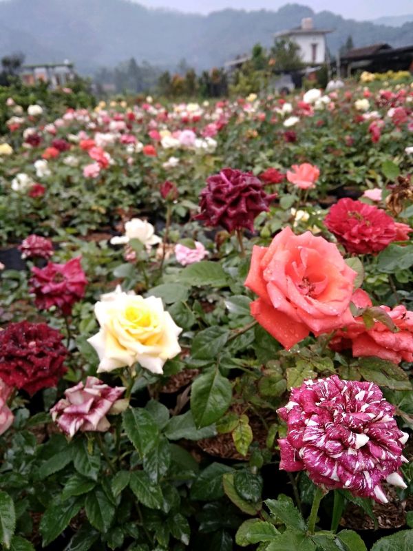 Jual Bunga Mawar 085704060252 Berbagai Macam dan Variasi