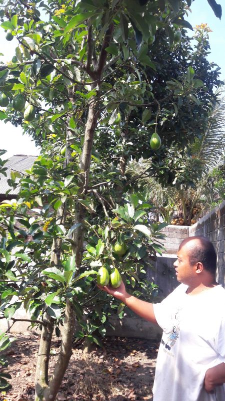 jual alpukat tanpa biji